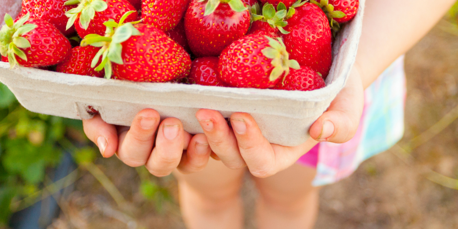 U Pick Farms Near Me Strawberries