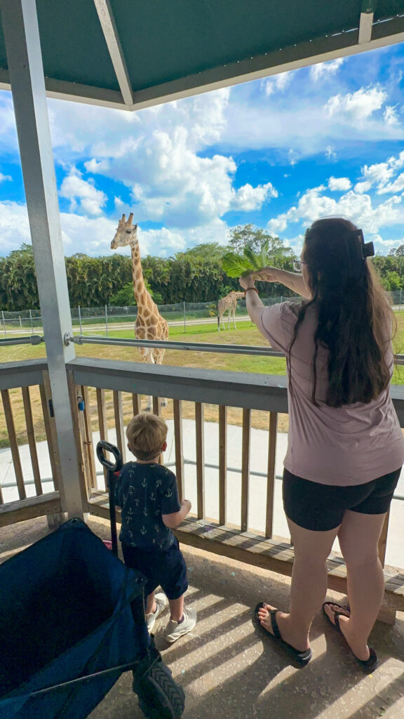 Activities for kids Palm Beach- Giraffe feeding 