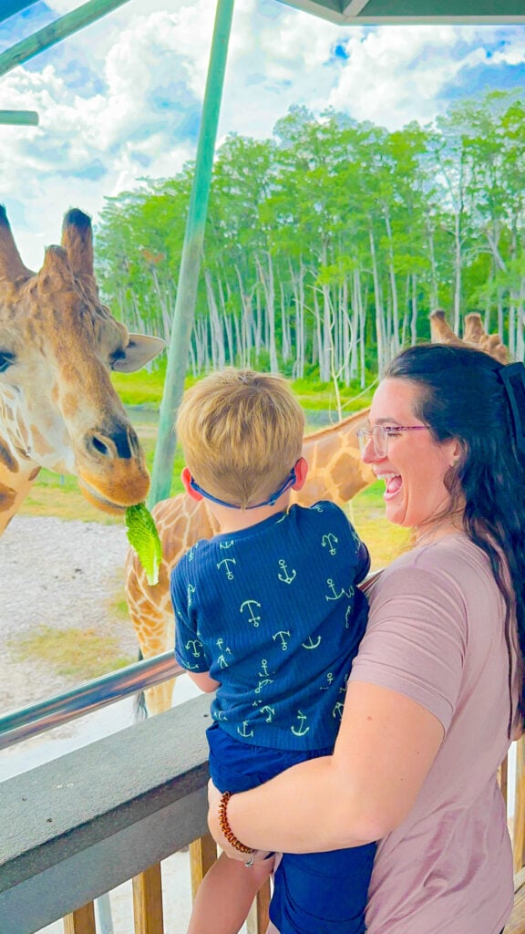 Lion Country Safari Review-Is it worth it?