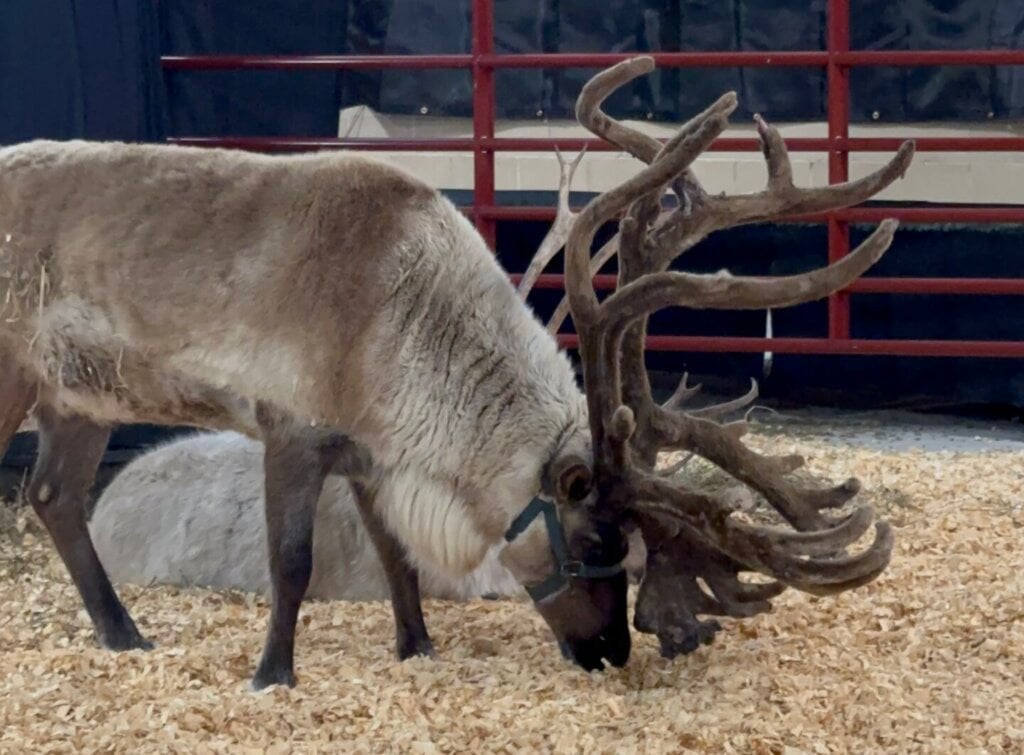 Fairgrounds Festival of Lights-A New St. Lucie Tradition