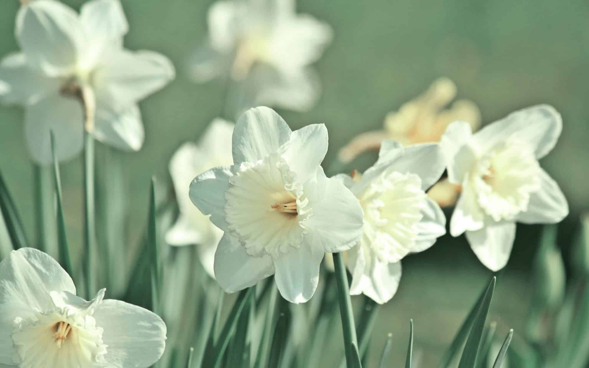 How to Reset Your Home and Family for Spring