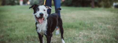 Treasure Coast Pet Sitters Local Moms Recommend